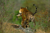 Tiger male carrying Chital deer kill, Bandhavgarh NP, Madhya Pradesh, India