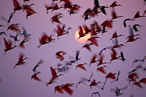 Mixed flock of Red, White and Black ibises taking off at sunset  Llanos, Hato el Frio, Venezuela