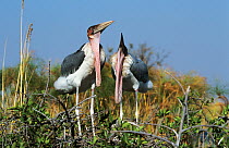 Marabou storks {Leptoptilus crumeniferus} courtship display, Moremi NP, Botswana