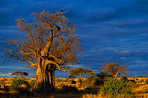 Tarangire NP at sunset with Baobab tree, Tanzania, Africa