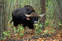 Wild gaur male grazing {Bos gaurus} Bandhavgarh NP,  Madhya Pradesh, India