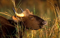 Wild gaur female grazing {Bos gaurus} Bandhavgarh NP, India