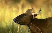 Wild gaur female {Bos gaurus} Kanha NP, Madhya Pradesh, India