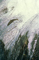 Sockeye salmon migrating upstream (Oncorhynchus nerka) Brooks Falls, Katmai NP, Alaska, 1988