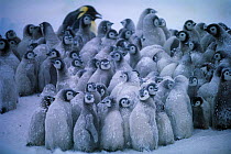 Emperor penguin chick creche {Aptenodytes forsteri} minus 40 C, Weddell Sea, Antarctica.