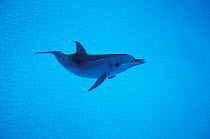 Atlantic spotted dolphin {Stenella frontalis} Bahamas