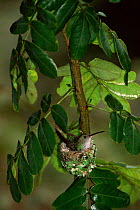 White bellied hummingbird in nest {Amazilia chionogaster} Machu Pichu, Peru