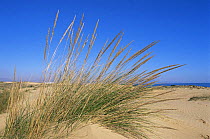Marram grass {Ammophila arenaria} on sand dunes, Alicante, Spain