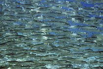 Shoal of Hardyhead silverside fish {Arthinormorous lacunosus} Indo-pacific