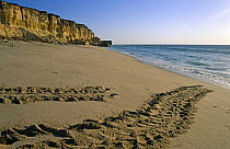 Green turtles tracks on beach {Chelonia mydas} Ras Al Junayz, Oman