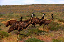 Male Emu with juveniles grazing {Dromaius novaehollandiae} Cape Range NP, Western Australia