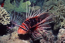 Clearfin lionfish {Pterois radiata} Red Sea