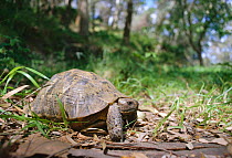 Spur thighed tortoise {Testudo graeca} Spain
