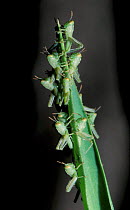 Short horned grasshoppers juvenile instars {Acrididae} Spain