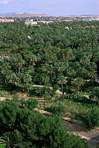 Aerial view of palm tree gardens Elche, Alicante, Spain