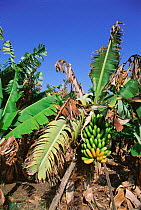 Canary Island bananas {Musa acuminata} growing on Gran Canaria, Canary Isles Spain
