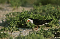 Black skimmer {Rynchops nigra} with fish in beak, Texas, USA