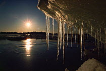 Icicles on pack ice melting, Canadian Arctic