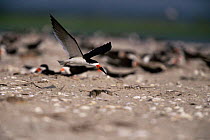Black skimmer {Rynchops nigra} flying to nest colony, Stone Harbour, New York, USA.