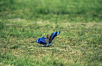 Indian roller {Coracias benghalensis} landing on grass, Sohar, Oman, october