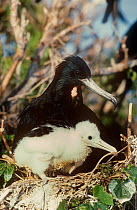 Magnificent frigate bird {Fregeta magnificens} male and chick, Isla Isabel, Mexico