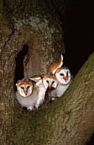 Barn owl juveniles at tree nest, one with prey {Tyto alba} Breckland, Norfolk, UK