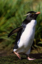 Rockhopper penguin walking to nest {Eudyptes chrysocome} Falkland Islands