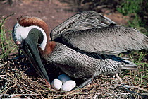 Brown pelican turning eggs in nest {Pelecanus occidentalis} Galapagos, South America