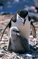 Chinstrap penguin with chick {Pygoscelis antarctica} Antarctica
