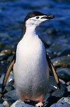 Chinstrap penguin coming from the sea portrait {Pygoscelis antarctica} Antarctica
