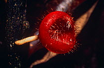 Cup fungus {Leotiales} Amazon rainforest, Ecuador, South America