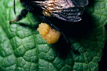 Small garden bumblebee worker with full pollen basket on leg {Bombus hortorum} England, UK