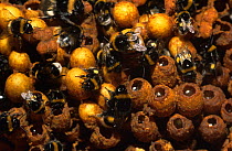 Bumble bees Bombus terrestris} worker bees exposed in nest tending to colony, Germany