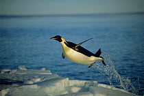 Emperor penguin flying out of water {Aptenodytes forsteri} Cape Washington, Antarctica. NOT AVAILABLE FOR NORTH AMERICAN GREETINGS CARDS UNTIL 11/01/18
