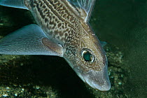 Ratfish / Rabbitfish female {Chimaera monstrosa} Sogndalsfjord, Norway
