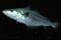 Pollack fish {Pollachius pollachius} Josenfjord, Norway