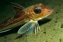 Tub gurnard fish {Trigla lucerna} Sognefjord, Norway
