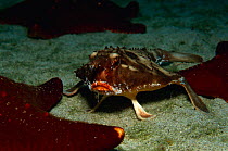 Red lipped batfish / Galapagos batfish {Ogcocephalus darwini} Cocos Is, Costa Rica