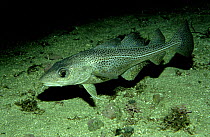 Atlantic cod {Gadus morhua} Tysfjord, Berents Sea, Norway