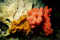 Mixed cold water corals, Trondheimsfjord, Norway {Lophelia pertusa} {Paragorgia arborea} {Paramurica placata}
