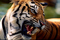 Face portrait of snarling Bengal tiger {Panthera tigris tigris} India