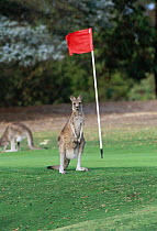 Eastern grey kangaroo on Angelsea golf course {Macropus giganticu} Victoria, Australia