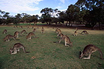 Eastern grey kangaroos grazing on golf course {Macropus giganteus} Victoria, Australia