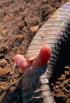 Male sex organs (hemipenes) of Mozambique spitting cobra {Naja mossambica} S Africa