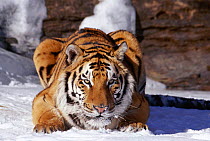 Siberian tiger crouching in snow {Panthera tigris altaica}