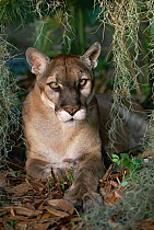 Florida panther portrait {Felix concolor} Florida, USA
