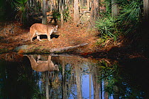 Florida panther {Felis concolor} Florida, USA, Captive.
