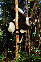 Black and white ruffed lemur {Varecia variegata variegata} Nosy Mangabe, Madagascar