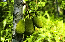 Jackfruit {Artocarpus heterophyllus} Samar Is, Philippines