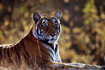 Bengal tigress resting {Panthera tigris tigris} India Ranthambhore NP, Rajasthan. Noorjahan